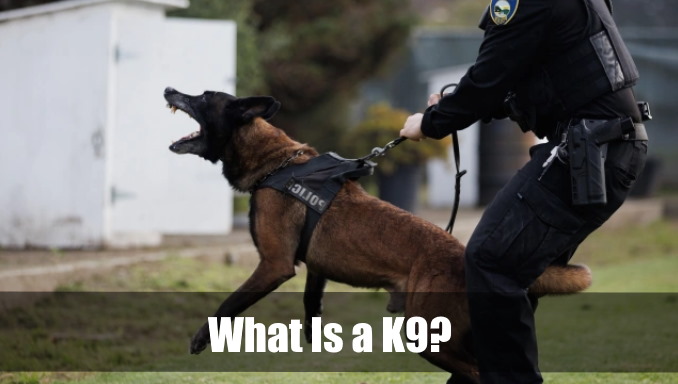 What Is a K9