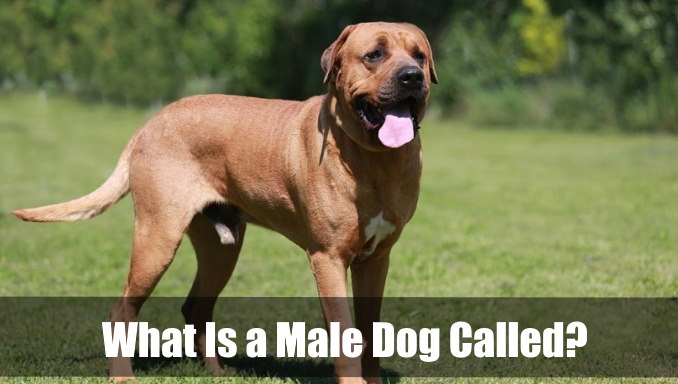 Whats A Male Dog Called