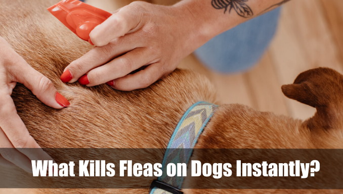 What Kills Fleas on Dogs Instantly