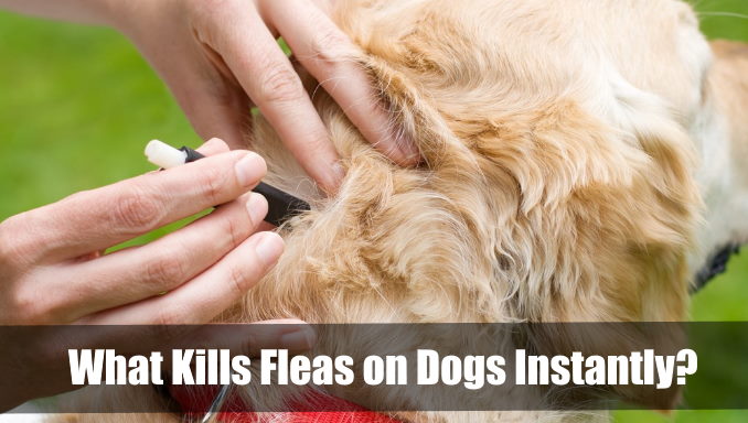 What Kills Fleas on Dogs Instantly