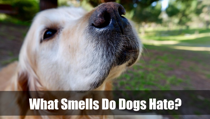 What Smells Do Dogs Hate? Protect Your Dog And Your Home