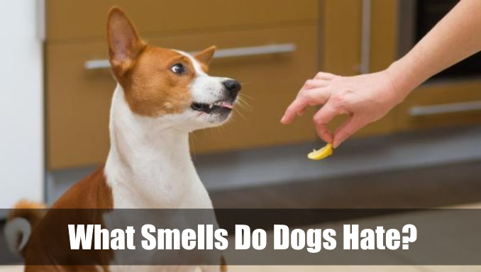 What Smells Do Dogs Hate