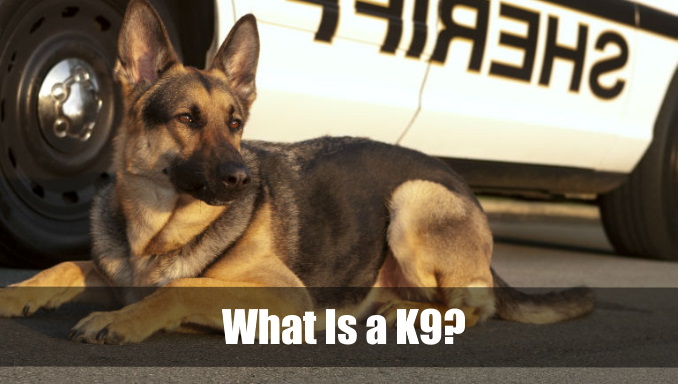 What is a k9