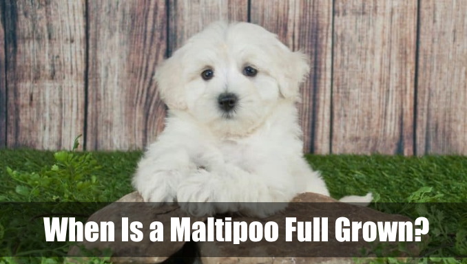 When Is a Maltipoo Full Grown