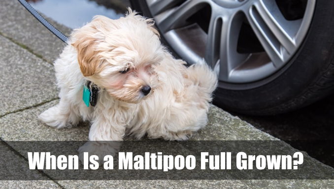 When Is a Maltipoo Full Grown