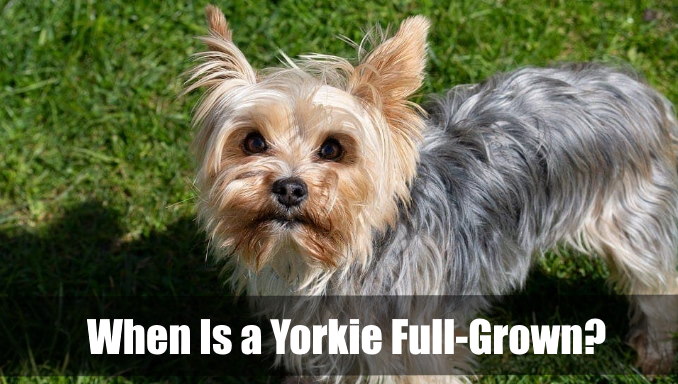 When Is a Yorkie Full-Grown