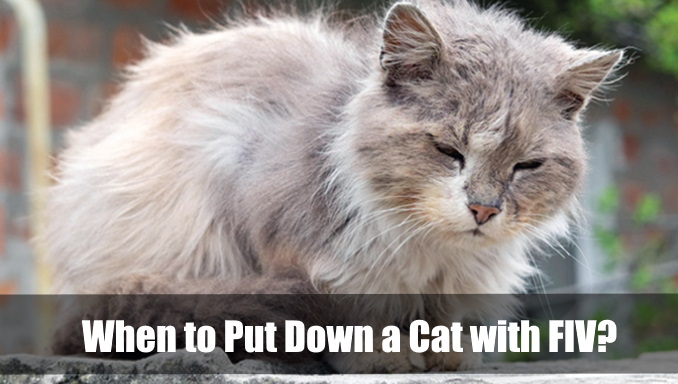 When to Put Down a Cat with FIV