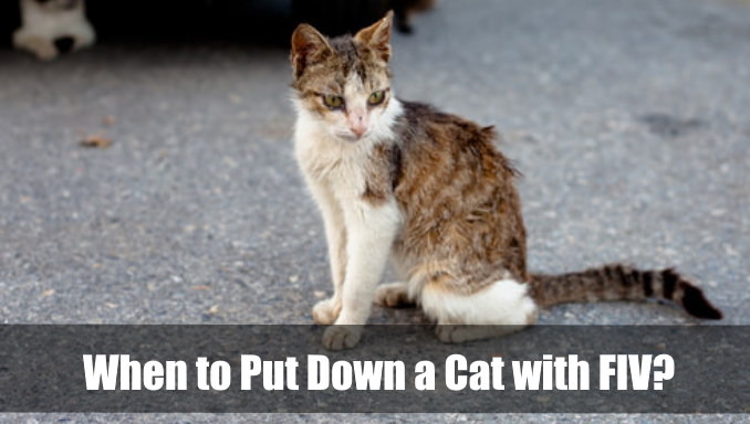 When to Put Down a Cat with FIV
