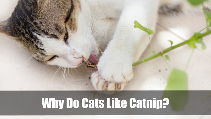 Why Do Cats Like Catnip