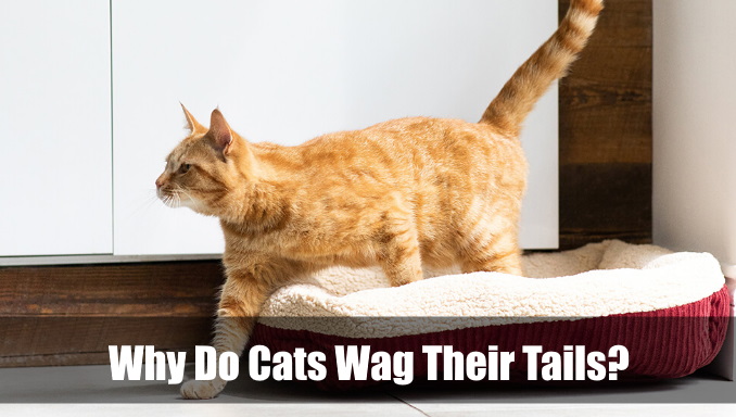 Why Do Cats Wag Their Tails