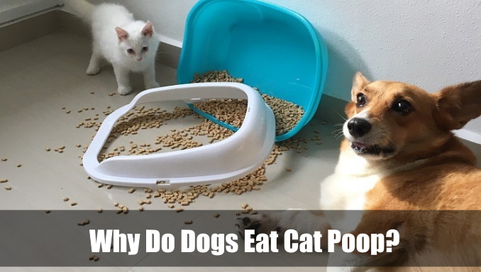 what-happens-if-my-dog-eats-cat-poop-tunersread