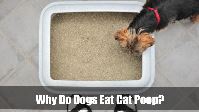 Why Do Dogs Eat Cat Poop