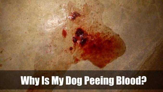 Why Is My Dog Peeing Blood