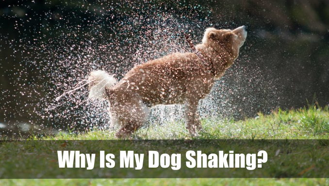 Why Is My Dog Shaking