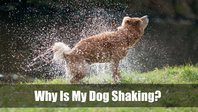 why-is-my-dog-shaking-5-common-causes-for-the-shivers