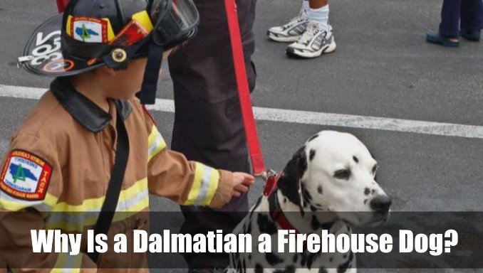 Why Is a Dalmatian a Firehouse Dog