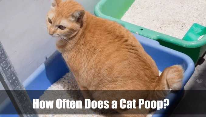 how-often-does-a-cat-poop-healthy-cat-bowel-movements