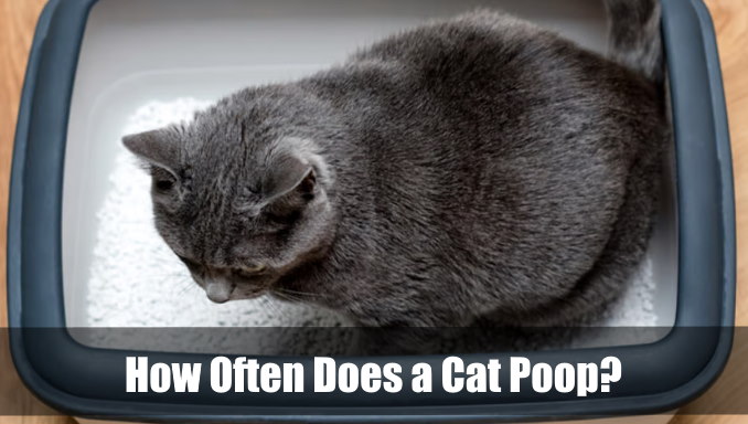 how often does a cat poop