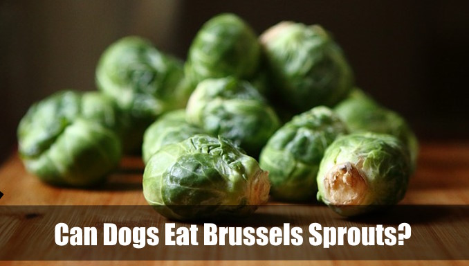 Can Dogs Eat Brussels Sprouts