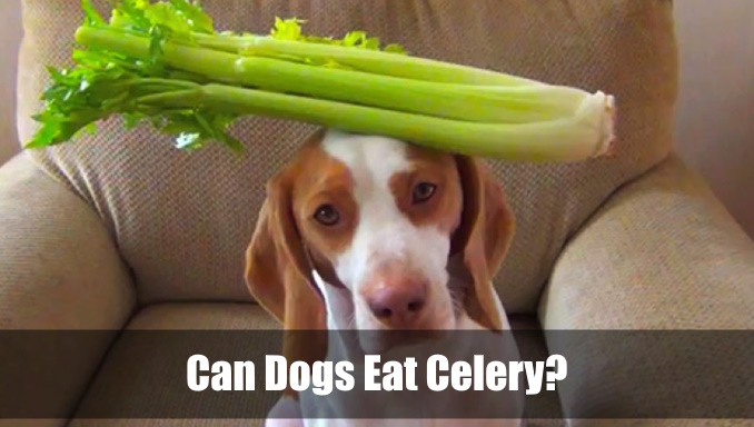 Can Dogs Eat Celery