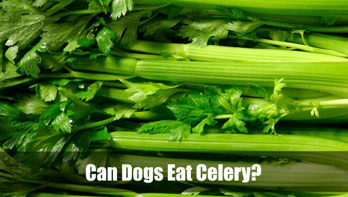 Can Dogs Eat Celery