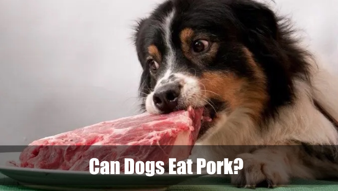 Can Dogs Eat Pork? Raw Or Cooked Is Safe? Vet Ranch