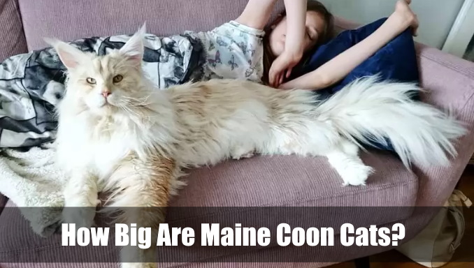 How Big Are Maine Coon Cats