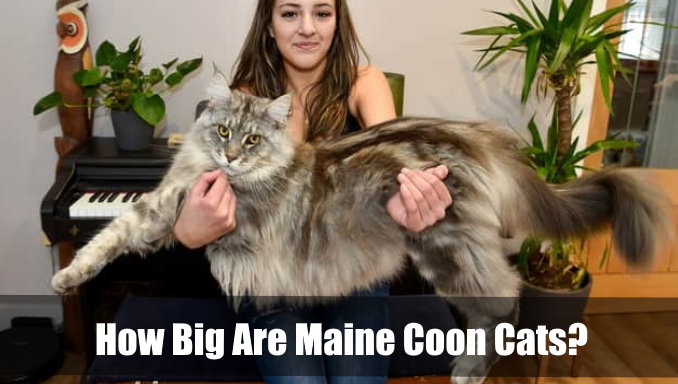 How Big Are Maine Coon Cats