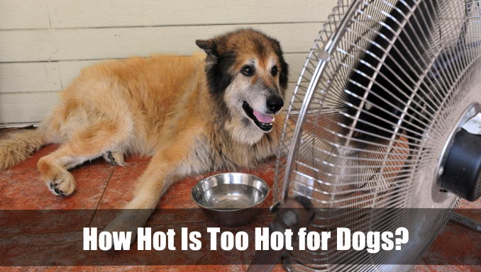 How Hot Is Too Hot for Dogs