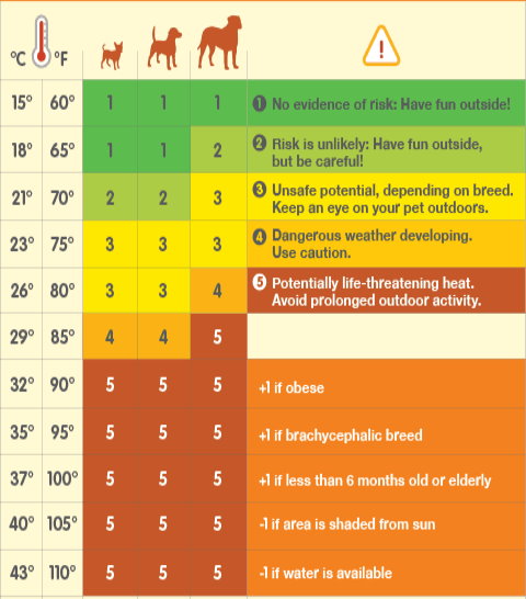 How Hot Is Too Hot to Walk Dogs
