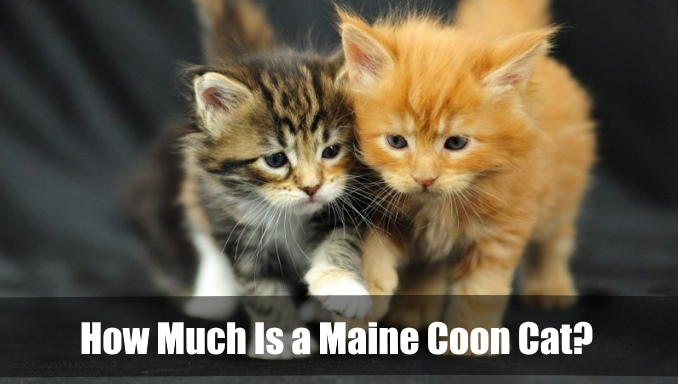 How Much Is a Maine Coon Cat