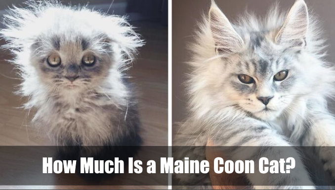 How Much Is a Maine Coon Cat