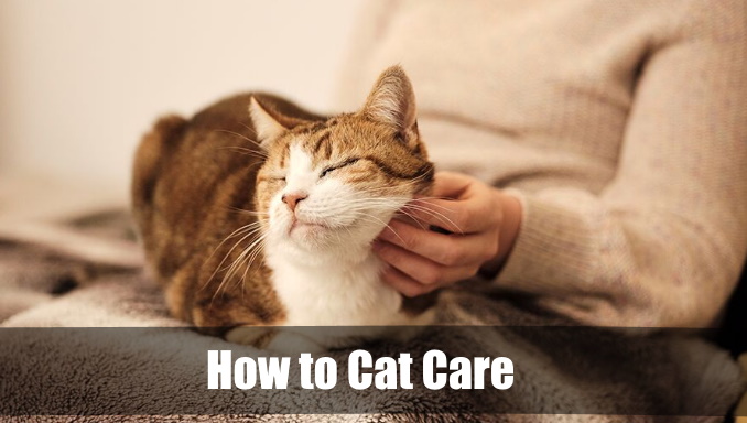 How to cat care