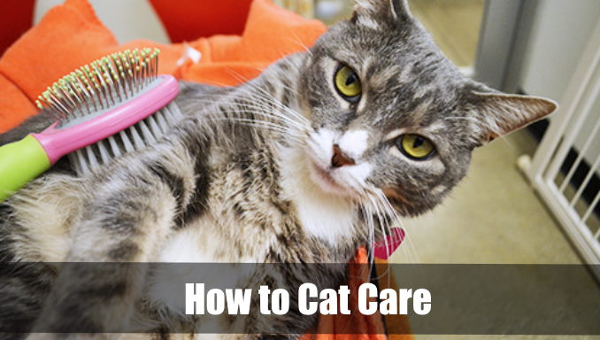 how to cat care