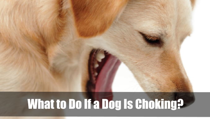 What to Do If a Dog Is Choking