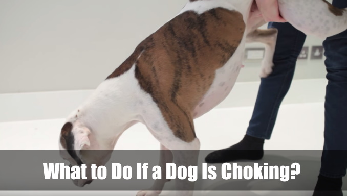 What to Do If a Dog Is Choking