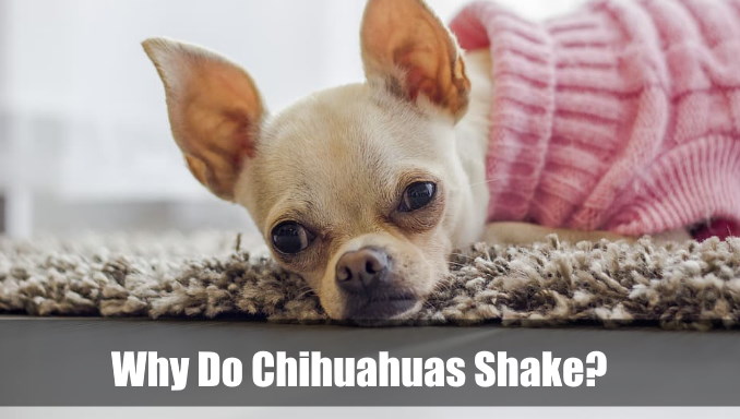 Why Do Chihuahuas Shake