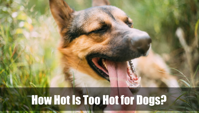 how hot is too hot for dogs