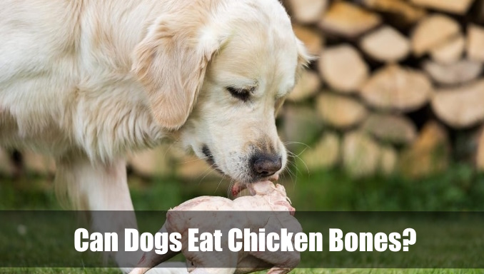 Can Dogs Eat Chicken Bones