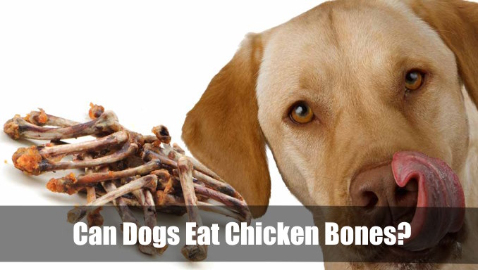 Can Dogs Eat Chicken Bones