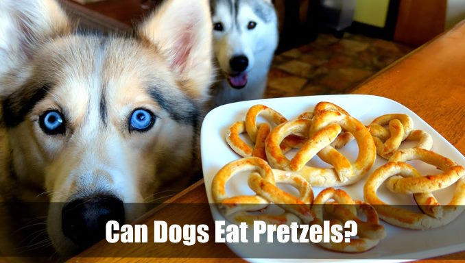 Can Dogs Eat Pretzels