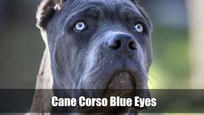 Cane Corso Blue Eyes