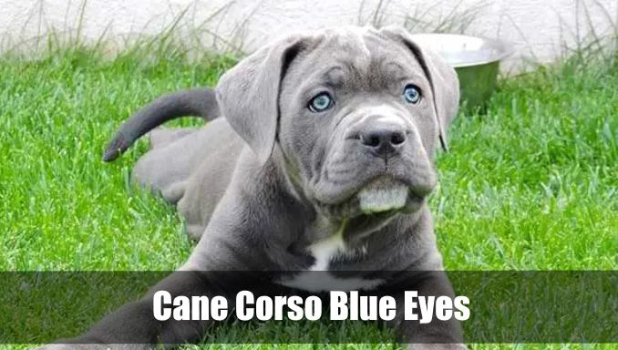 Cane Corso Blue Eyes