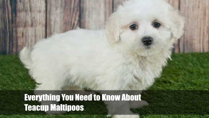 Everything You Need to Know About Teacup Maltipoos