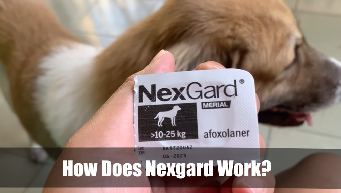 How Does Nexgard Work