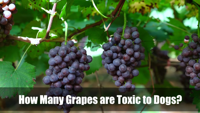 How Many Grapes Are Toxic To Dogs 1 