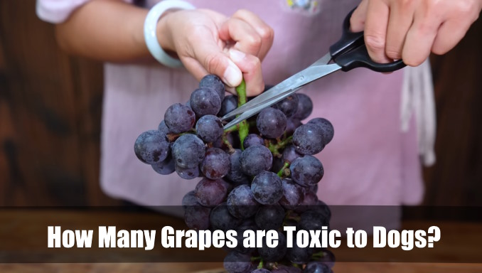 How Many Grapes are Toxic to Dogs