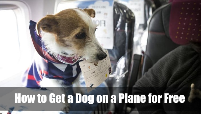 How to Get a Dog on a Plane for Free