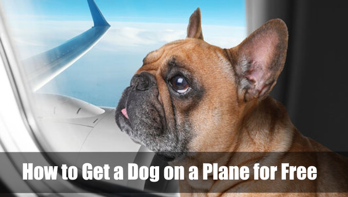 How to Get a Dog on a Plane for Free