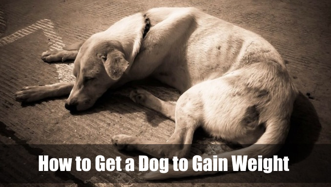 how-to-get-a-dog-to-gain-weight-7-healthy-tips-vetranch